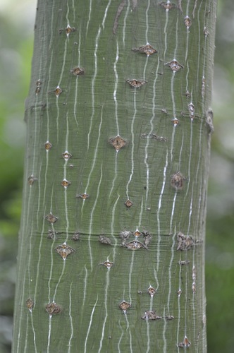 Acer capillipes, japansk strimlönn