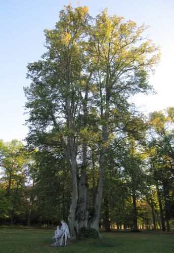 Moderträdet på Färingsö.