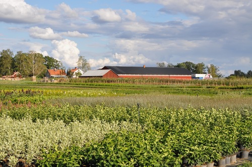 Eriksbo Plantskola ligger utanför Köping i Västmanland.