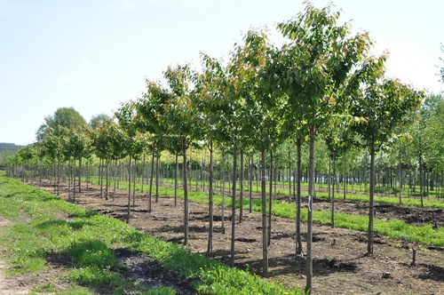 På Tönnersjö Plantskola två mil utanför Halmstad är de specialiserade på odling av lövträd.