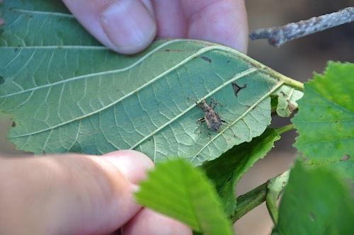 Skinnbaggar är värdefulla nyttodjur i plantskolan.