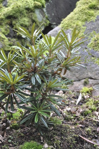Rhododendron roxieanum, fingerrododendron