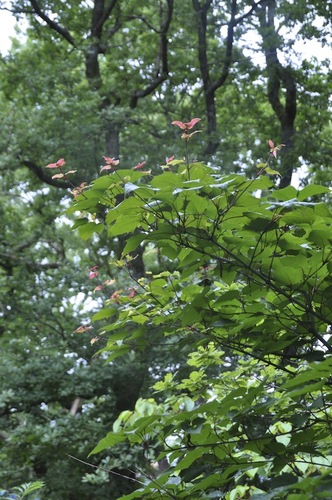 Acer capillipes, japansk strimlönn