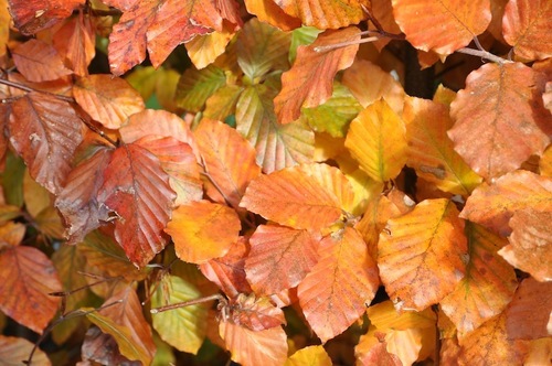 På hösten får blodbokshäcken kraftiga, gyllene toner.