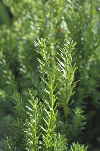 Hybrididegran 'Hillii' är glänsande och mörkgrön i barren.