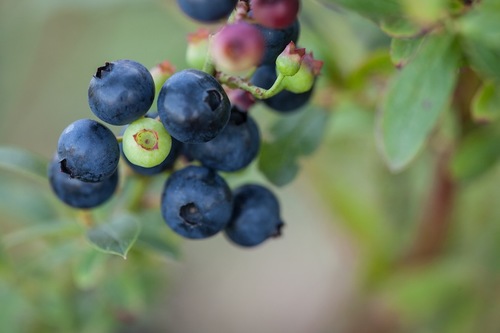 'Putte' E är en av flera utmärkta blåbärssorter för hemträdgårdsodling.