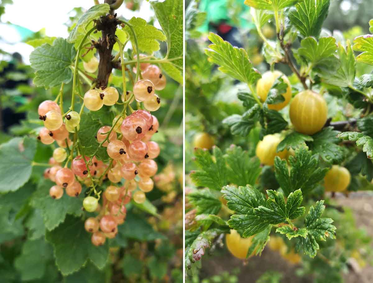 Bärbuskarna är friska, ger stor skörd och lever länge i vårt klimat. Till vänster det rosa vinbäret 'Pink Champagne', och till höger krusbäret 'Dagmar'.
