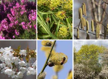 Blommor för bin - buskar och träd. Ny skrift från Jordbruksverket