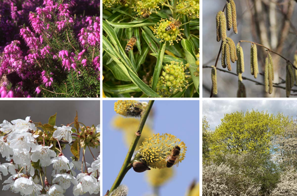 Blommor för bin - buskar och träd. Ny skrift från Jordbruksverket