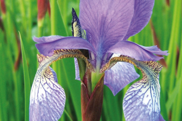 violett iris