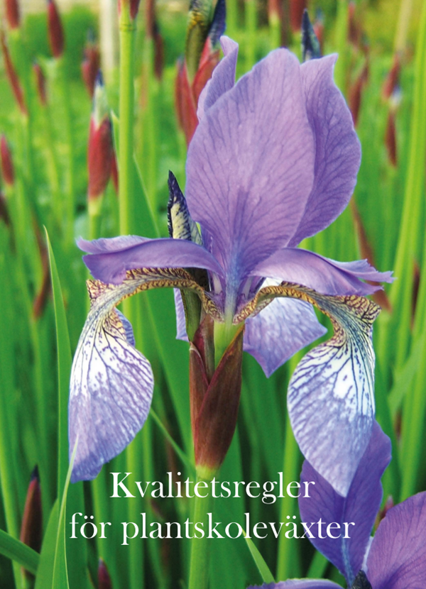 violett iris