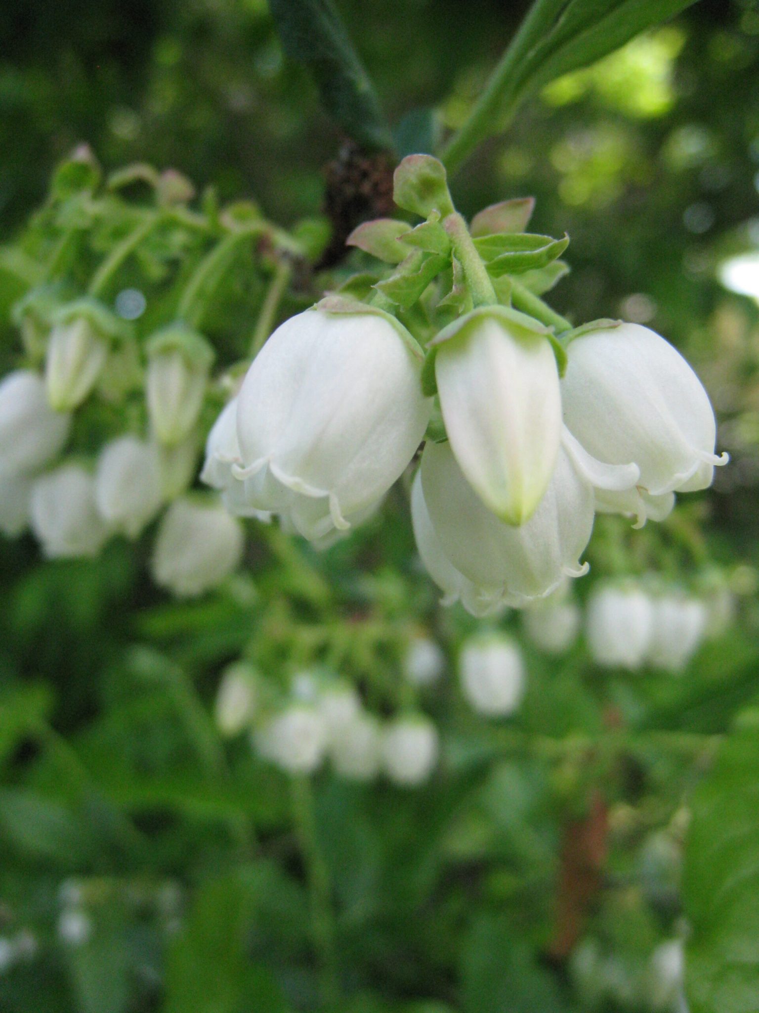 Blommor på blåbärsbuske