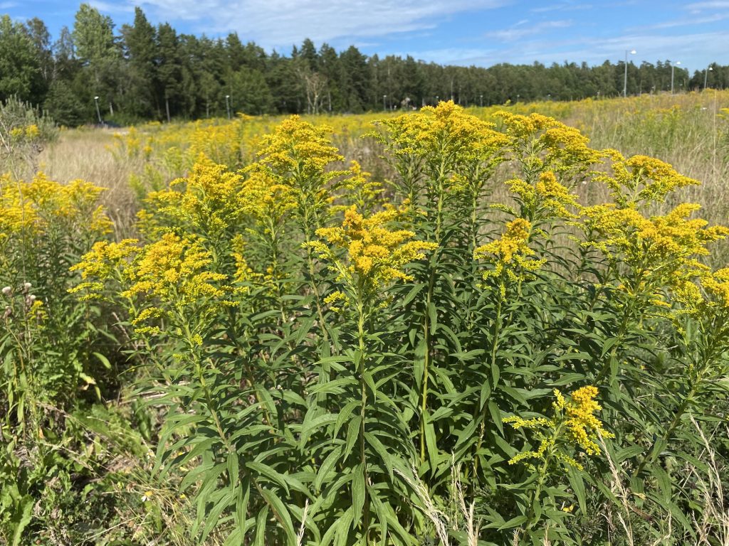 Nya regler för invasiva växter i Sverige 2026